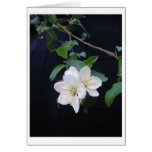 White Apple Blossoms cards