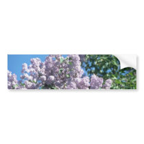 white Apple blossoms, Renfrew flowers Bumper Sticker