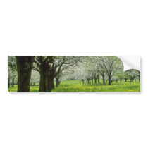 white Apple trees in the spring flowers Bumper Stickers