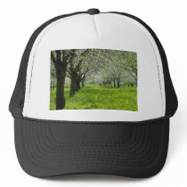 white Apple trees in the spring flowers Hat