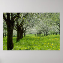 white Apple trees in the spring flowers Print