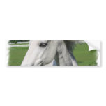 White Arabian Horse Bumper Sticker
