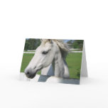 White Arabian Horse Greeting Card