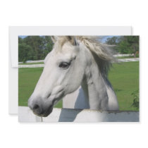 White Arabian Horse Invitation