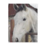 White Arabian Horse Pictures Postcard