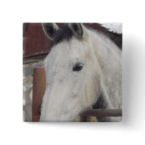 White Arabian Horse Pictures Squar epIn
