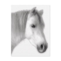 White Arabian Horse Portrait Post Cards