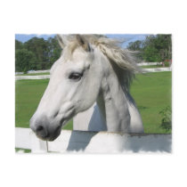 White Arabian Horse Postcard