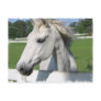 White Arabian Horse Postcard
