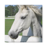 White Arabian Horse Square Magnet