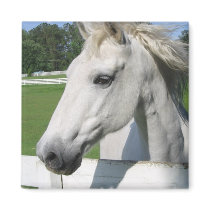 White Arabian Horse Square Magnet