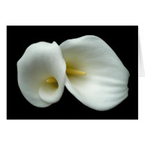 White Arum Lilies Card