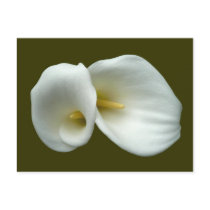 White Arum Lilies Post Card