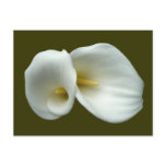 White Arum Lilies postcards