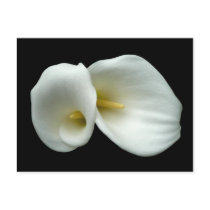 White Arum Lilies Post Cards