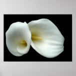 White Arum Lilies Poster