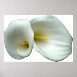 White Arum Lilies Print