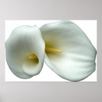 White Arum Lilies Print
