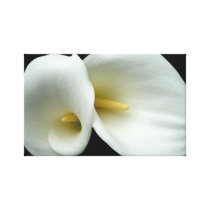 White Arum Lilies Wrapped Canvas Stretched Canvas Print