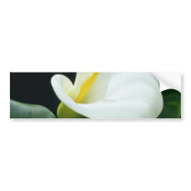 white Arum lily flowers Bumper Stickers