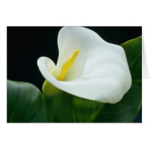 white Arum lily flowers Card
