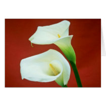 white Arum lily flowers Greeting Cards