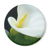 white Arum lily flowers Magnet