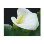 white Arum lily flowers postcards