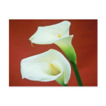 white Arum lily flowers postcards