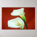 white Arum lily flowers Poster
