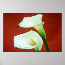white Arum lily flowers Poster