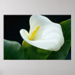white Arum lily flowers posters