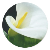 white Arum lily flowers Round Sticker