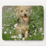white Australian terrier flowers Mousepad