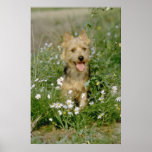 white Australian terrier flowers Print