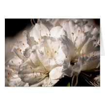 White azalea bridal shower invitation greeting cards