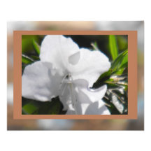 White Azalea on Choco Photo Art