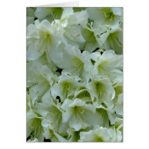 White Azalea Patch Flower Cards