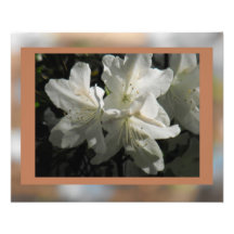 White Azaleas on Choco #2 Photo