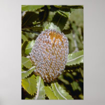 white Banksia serata flowers Posters