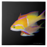 White Bar Anthias Ceramic Tile