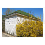 White Barn with Forsythia Card
