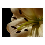 White Beauty Floral  Artcard ACEO Business Cards