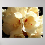 White Beauty posters