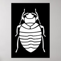 White Bedbug Insect Poster