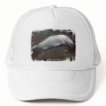 White Beluga Whale  Baseball Hat