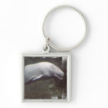 White Beluga Whale  Keychain