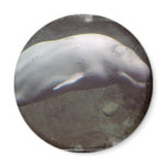 White Beluga Whale  Magnet