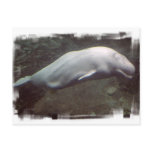 White Beluga Whale  Postcard