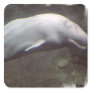 White Beluga Whale  Stickers